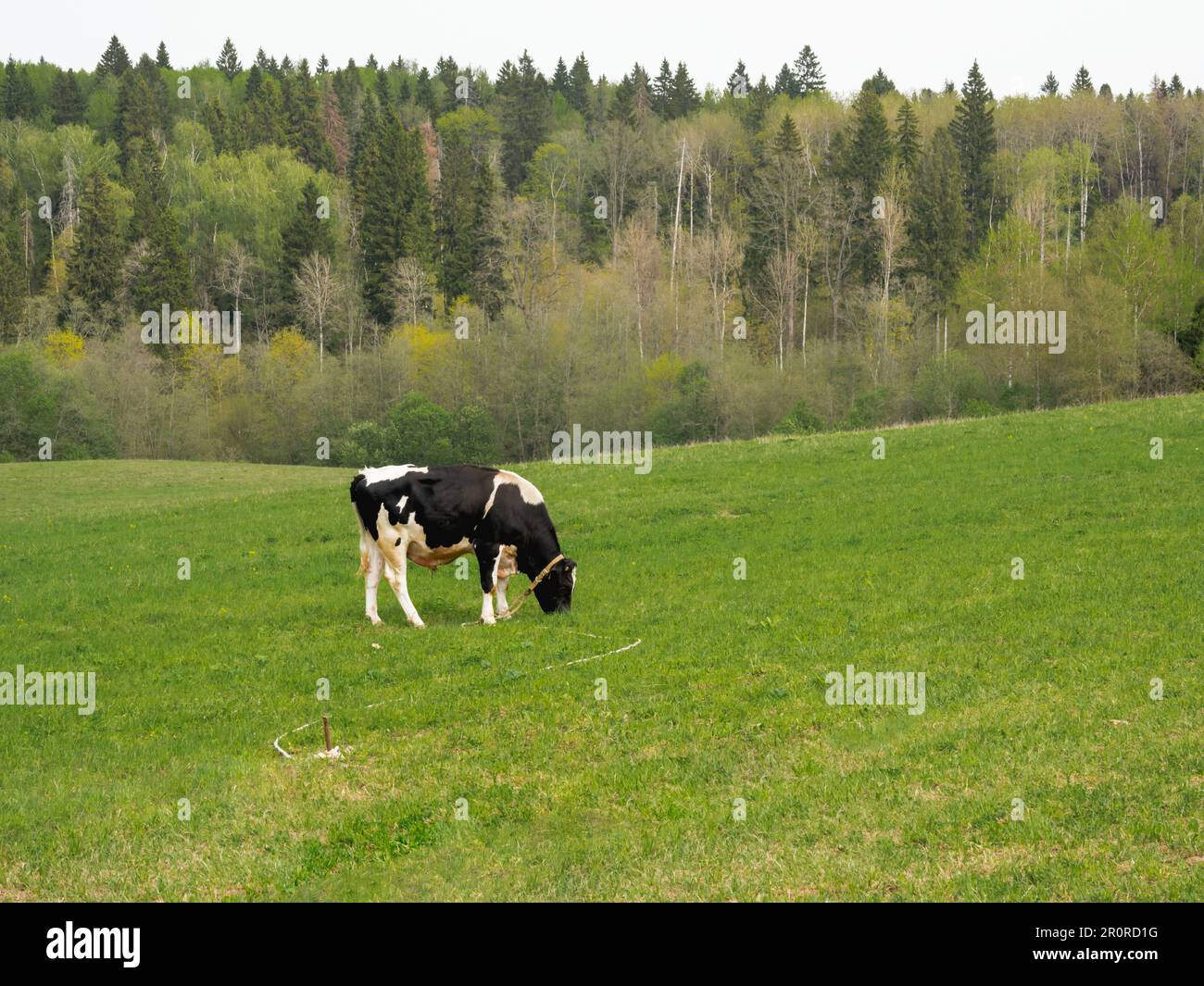Spotted black and white bull is grazing on meadow with green grass ...