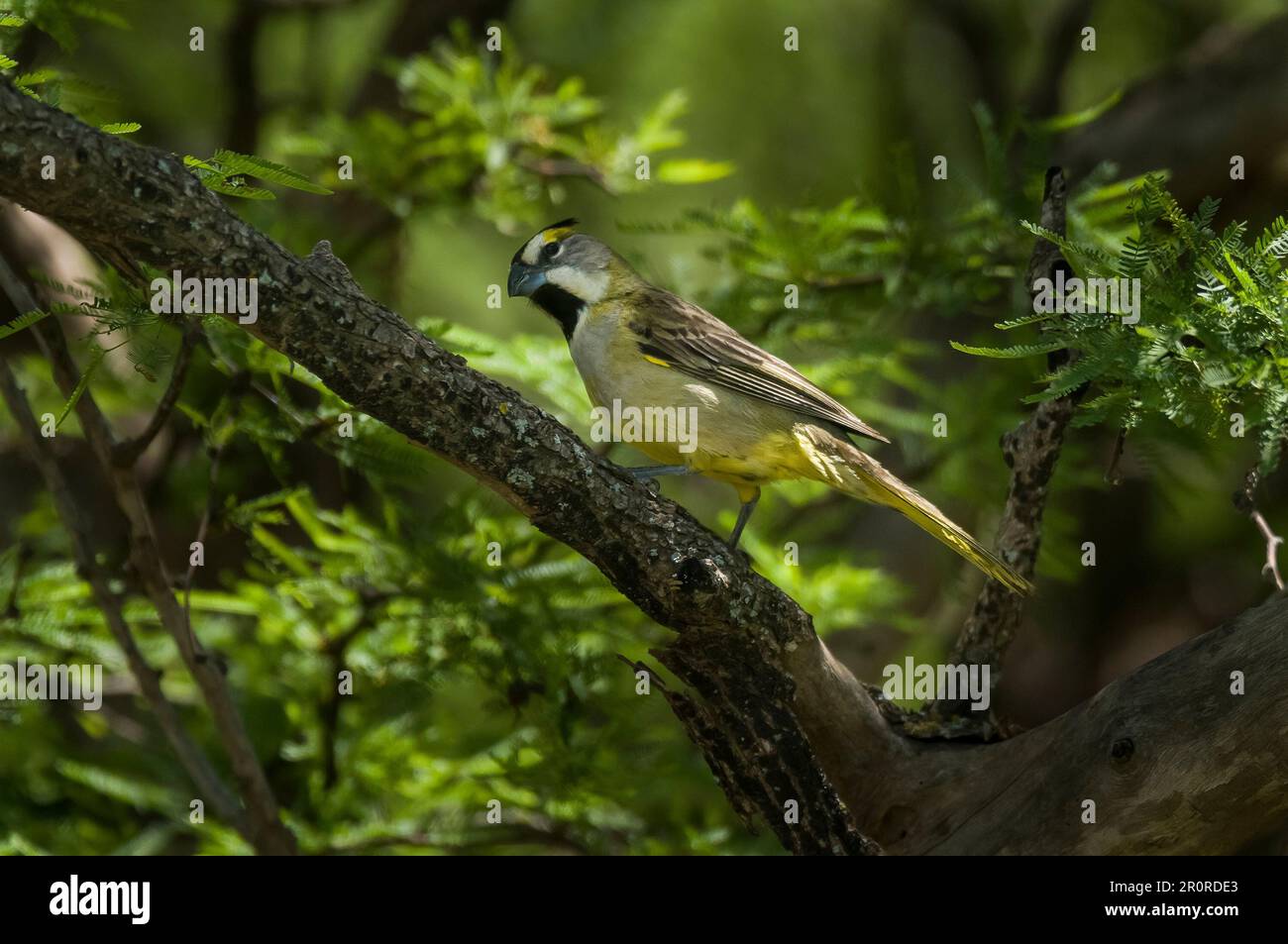 Yellow Cardinal, Endemic Endangered Species in South America, Calden Forest, La Pampa Province, Patagonia, Argentina. Stock Photo