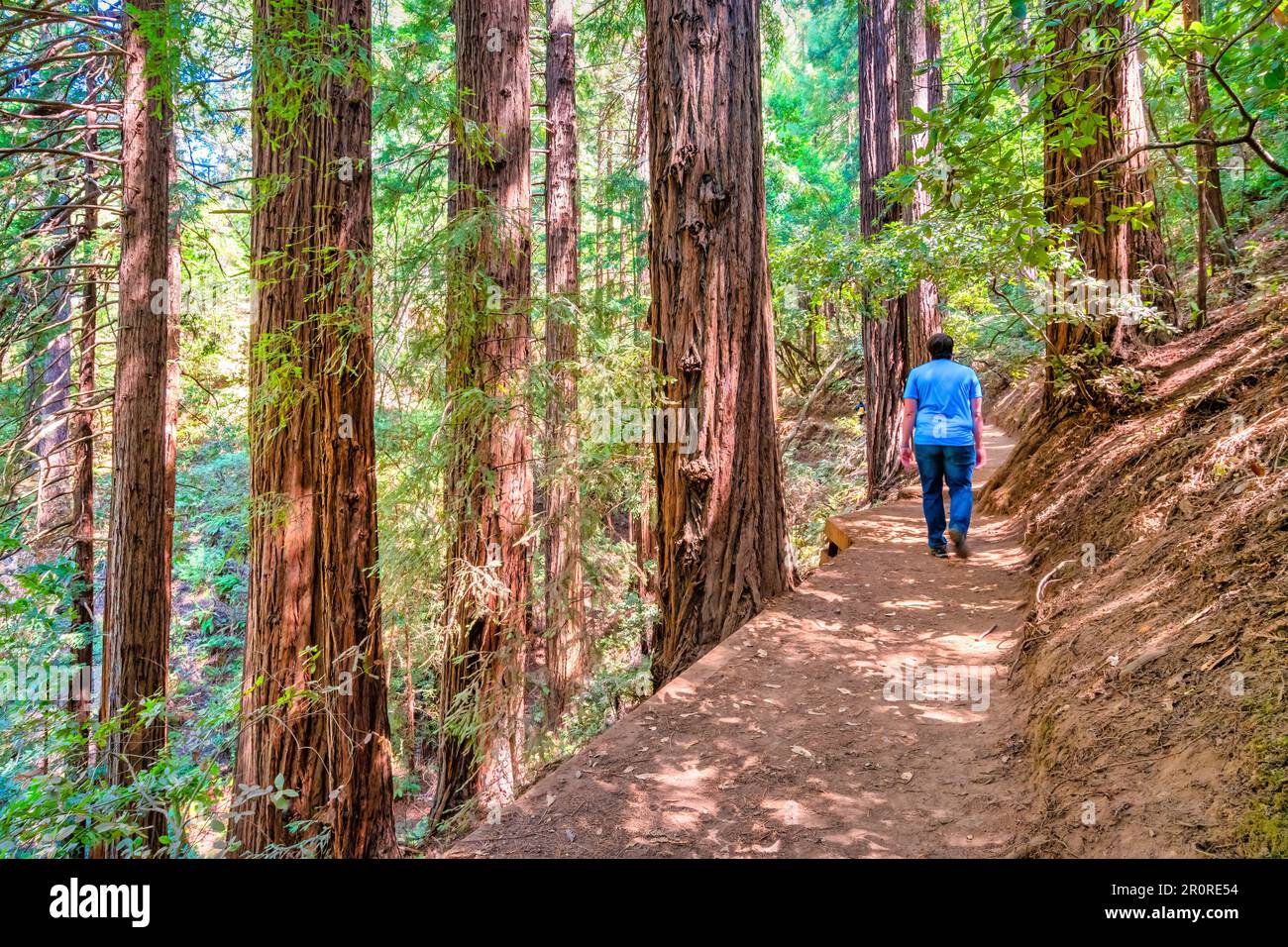 Man hikes beside large redwood trees in Muir Woods National Monument, near San Francisco, California, USA Stock Photo