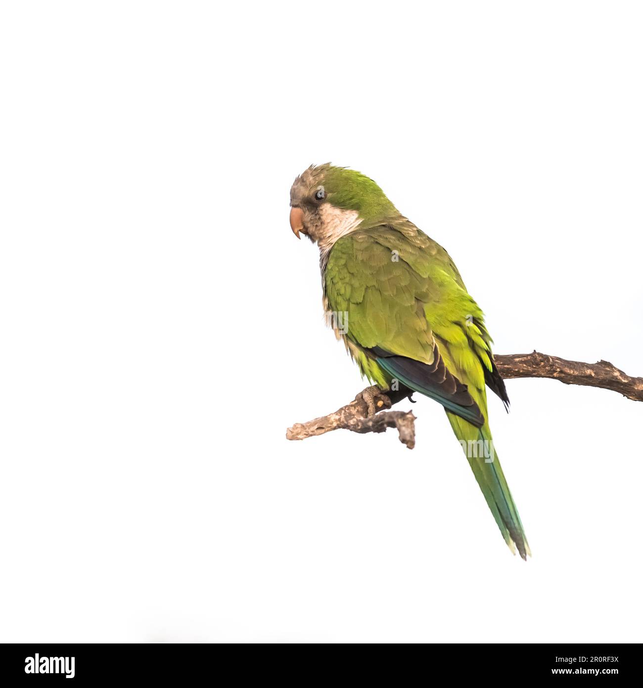 Monk parakeet, Myiopsitta monachus, in Pampas forest environment, La Pampa province, Patagonia, Argentina. Stock Photo