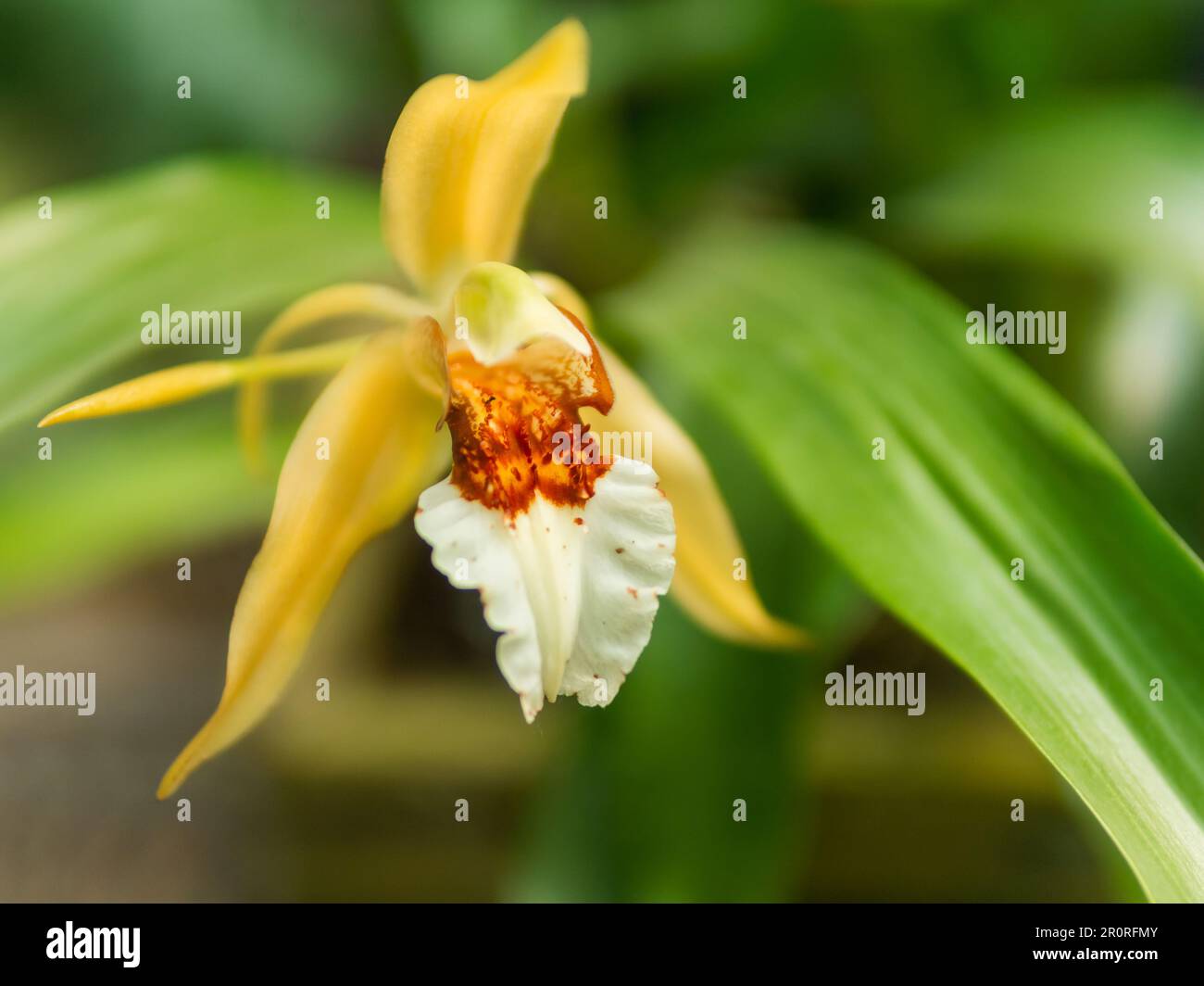Close up photo of blooming Coelogyne lawrenceana. Beautiful orchid with white and yellow petals, endemic to Vietnam. Stock Photo