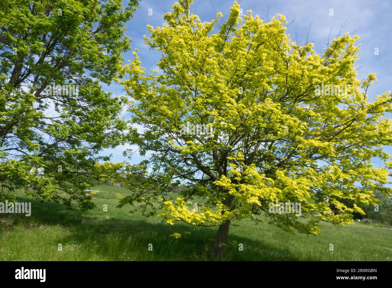 Field maple, Acer campestre 'Postelense', Maple Tree, Garden Stock Photo