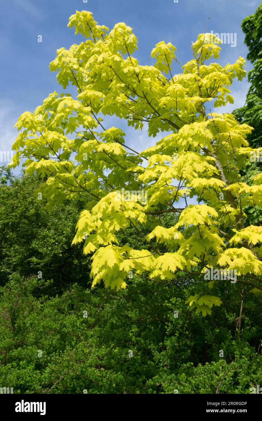 Acer platanoides tree, Norway Maple Tree, Acer platanoides "Princeton