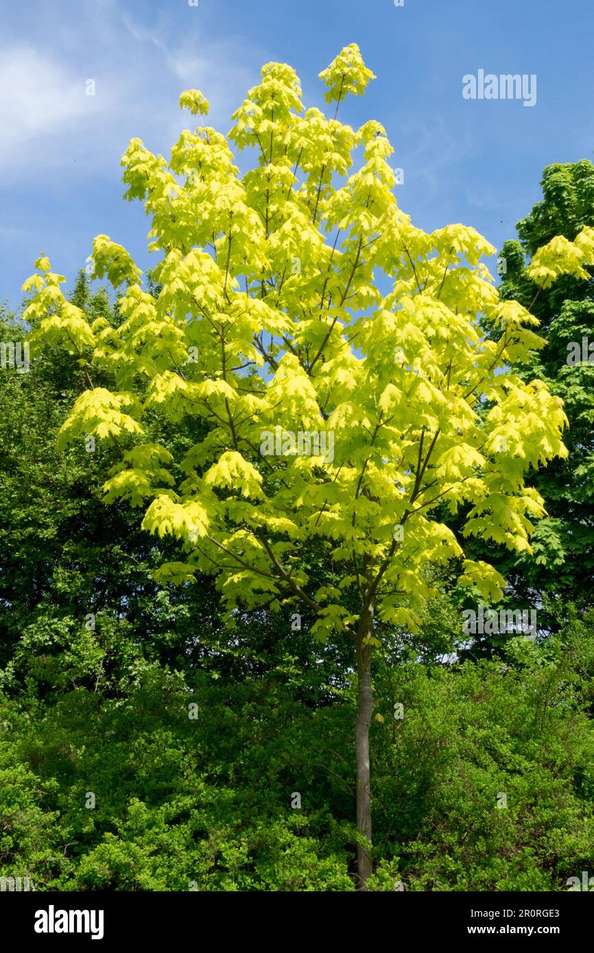 Norway Maple tree in Garden Spring colour Acer platanoides 'Princeton Gold' beautiful cultivar Stock Photo