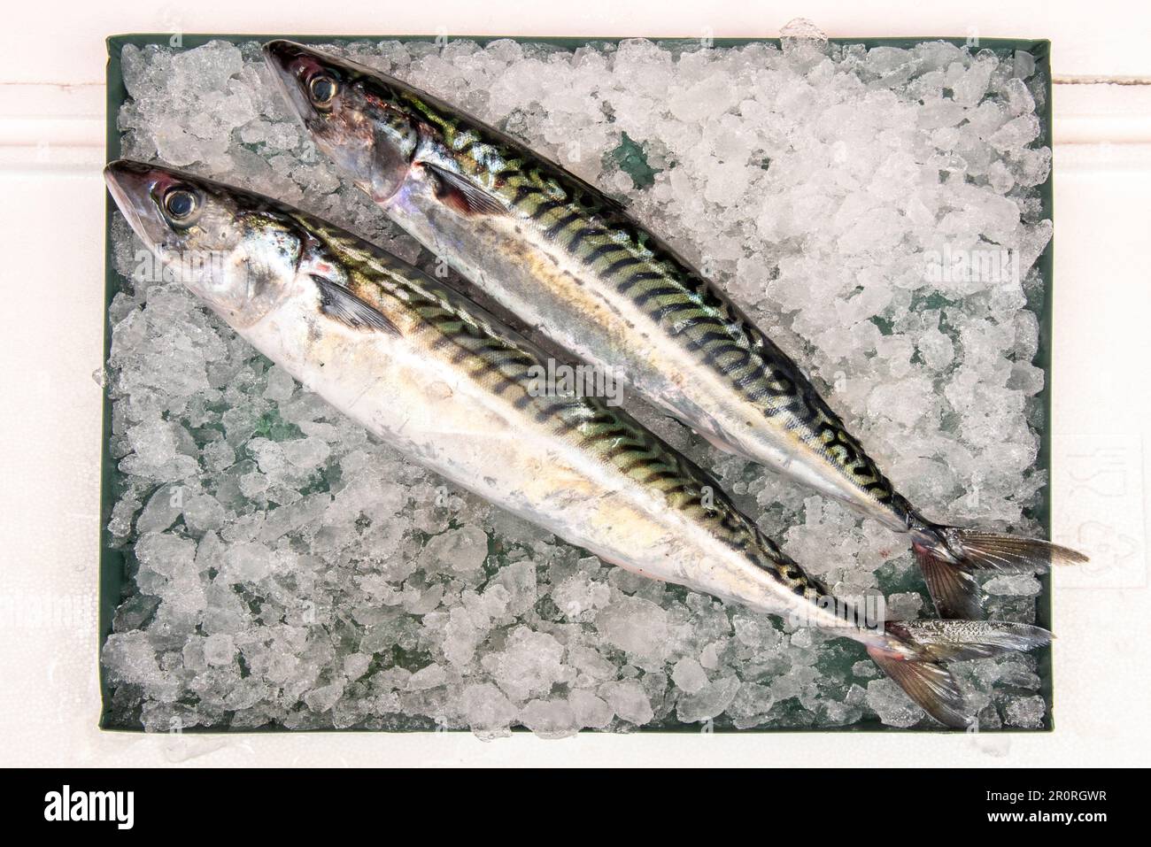The Atlantic mackerel or mackerel, also called xarda and sarda, is a species of perciform fish in the Scombridae family. Mackerel is a teleost fish be Stock Photo