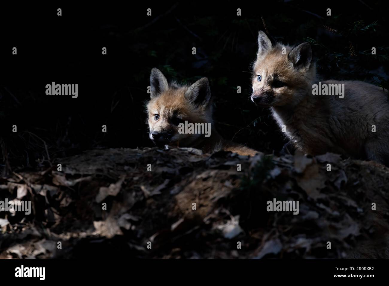 Cute babies fox in spring Stock Photo - Alamy