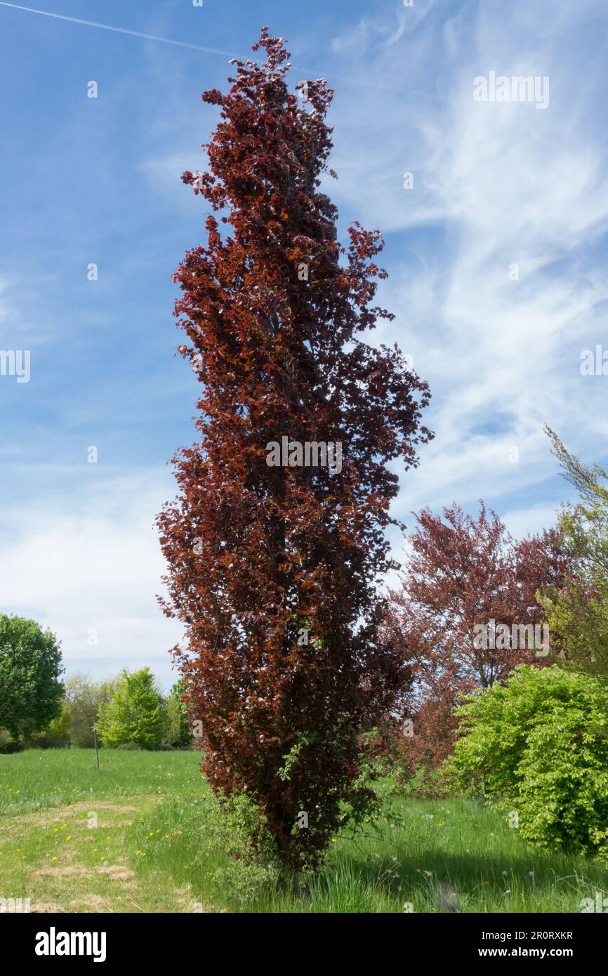 Beech, Fagus sylvatica Dawyck Purple, Narrow, Columnar, Deciduous, Tree European Beech Stock Photo