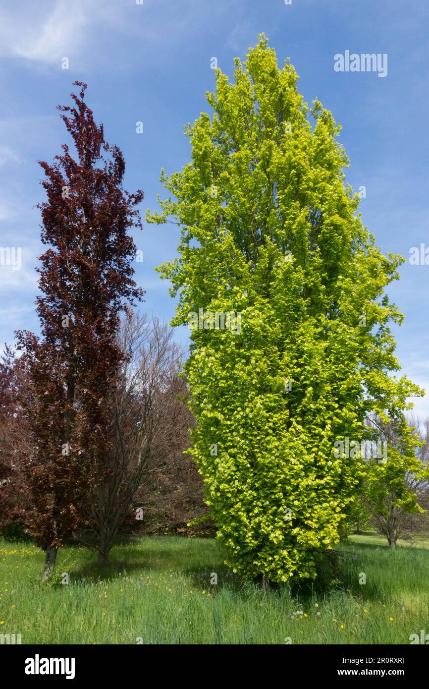 European Beech, Fagus sylvatica "Dawyck Gold", Fagus sylvatica "Dawyck Purple", Beech, Tree, Spring Stock Photo
