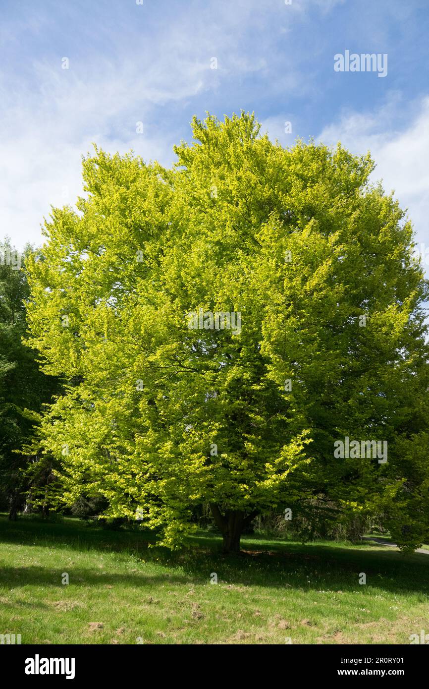 European Beech, 'Aurea Spaethii', Fagus sylvatica, Spring, Fagus, Tree, Green, Habitus Stock Photo