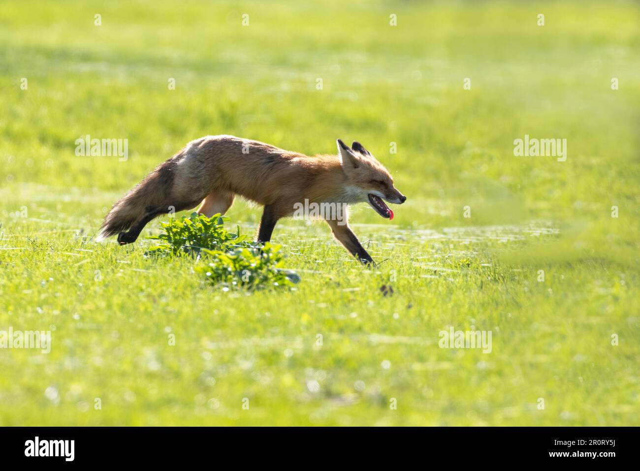 Red fox hunting Canada goose Stock Photo - Alamy
