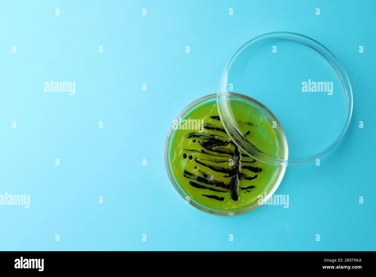 Petri dish with bacteria colony on light blue background, top view ...