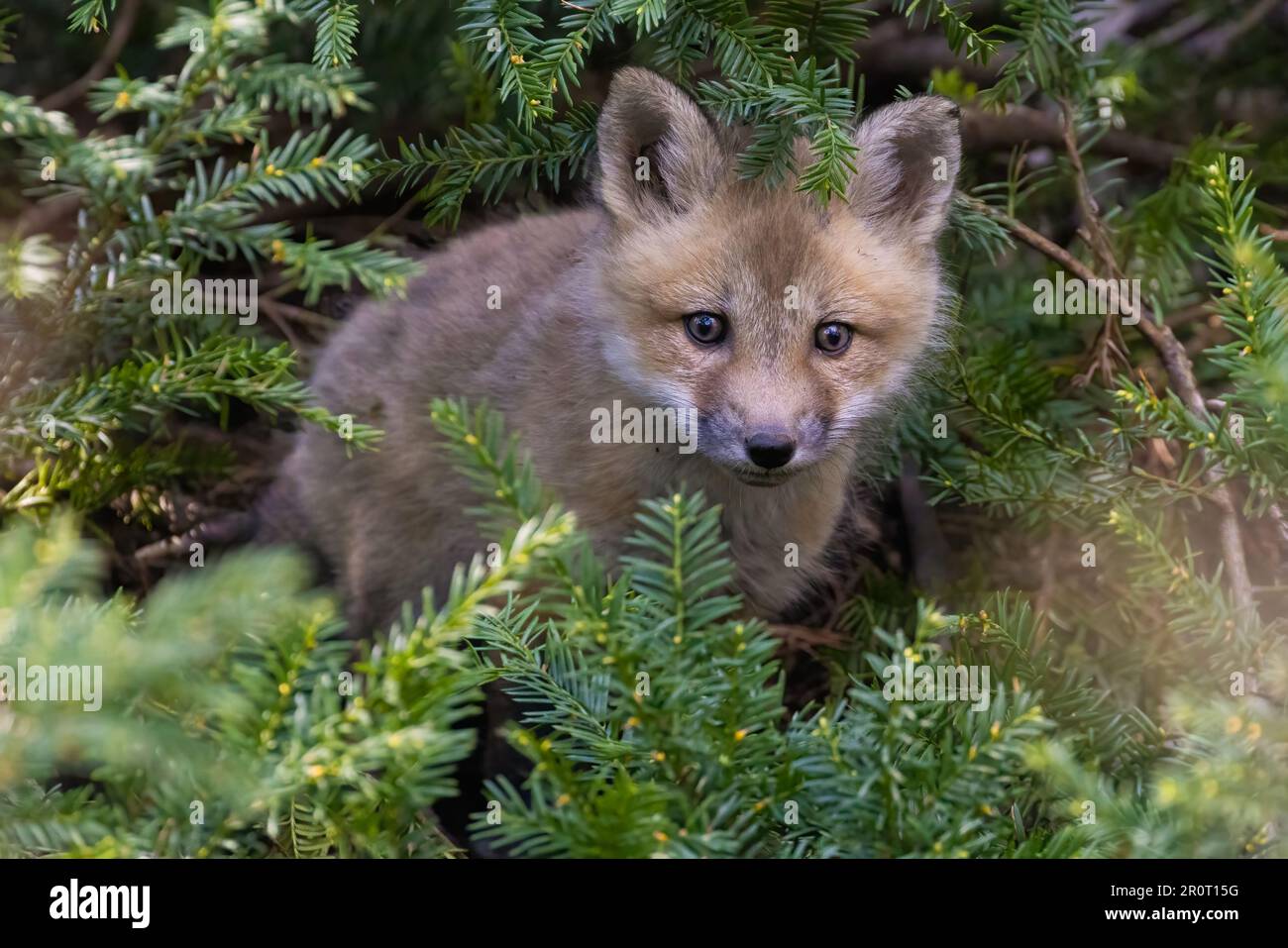 Cute babies fox in spring Stock Photo - Alamy