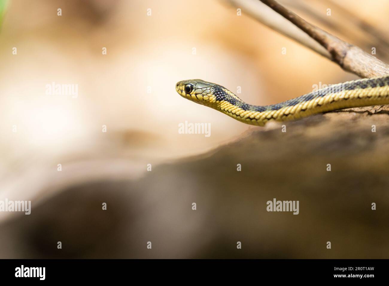 common garter snake (Thamnophis sirtalis) Stock Photo