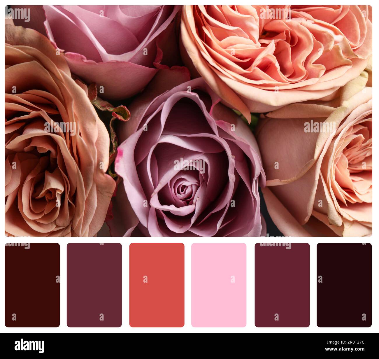 Beautiful fresh flowers and color palette. Collage Stock Photo Alamy
