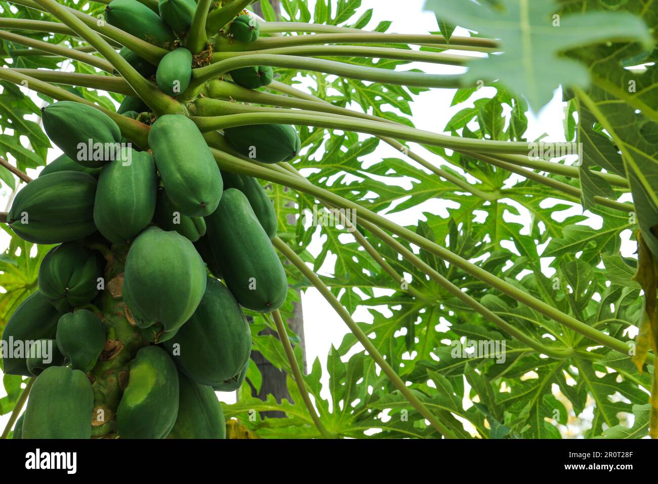 Unripe papaya hi-res stock photography and images - Alamy
