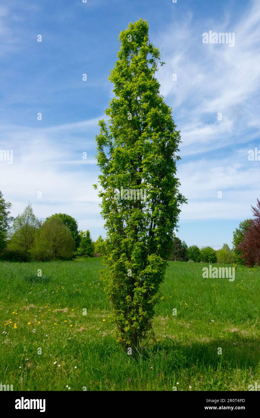 English Oak Tree, Quercus robur "Pulverulenta", Spring narrow columnar tree habitus Stock Photo