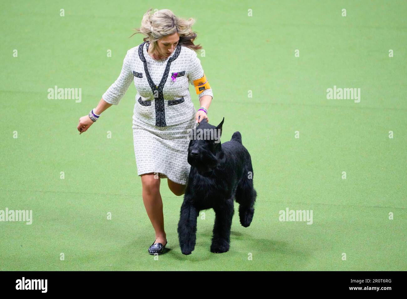 Monty, a giant schnauzer, competes in the working group competition