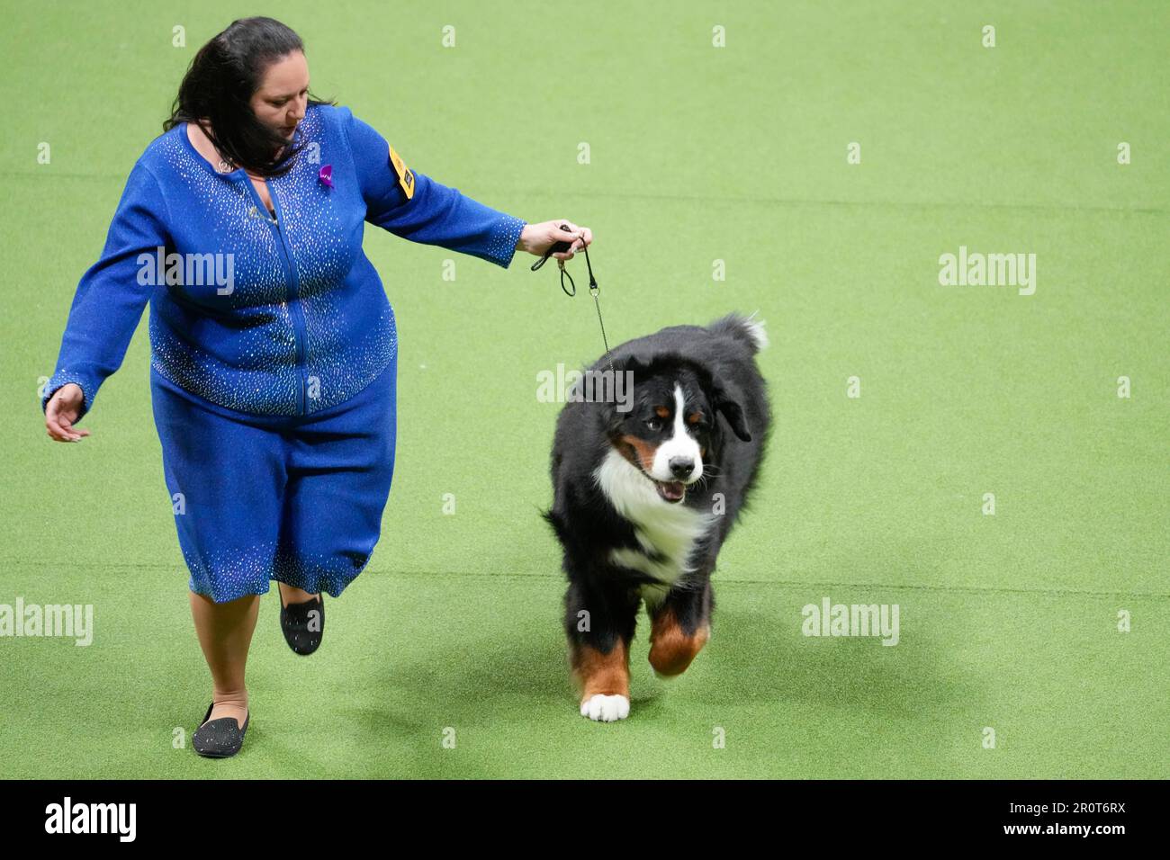 Ferguson, a Bernese mountain dog, competes in the working group at the