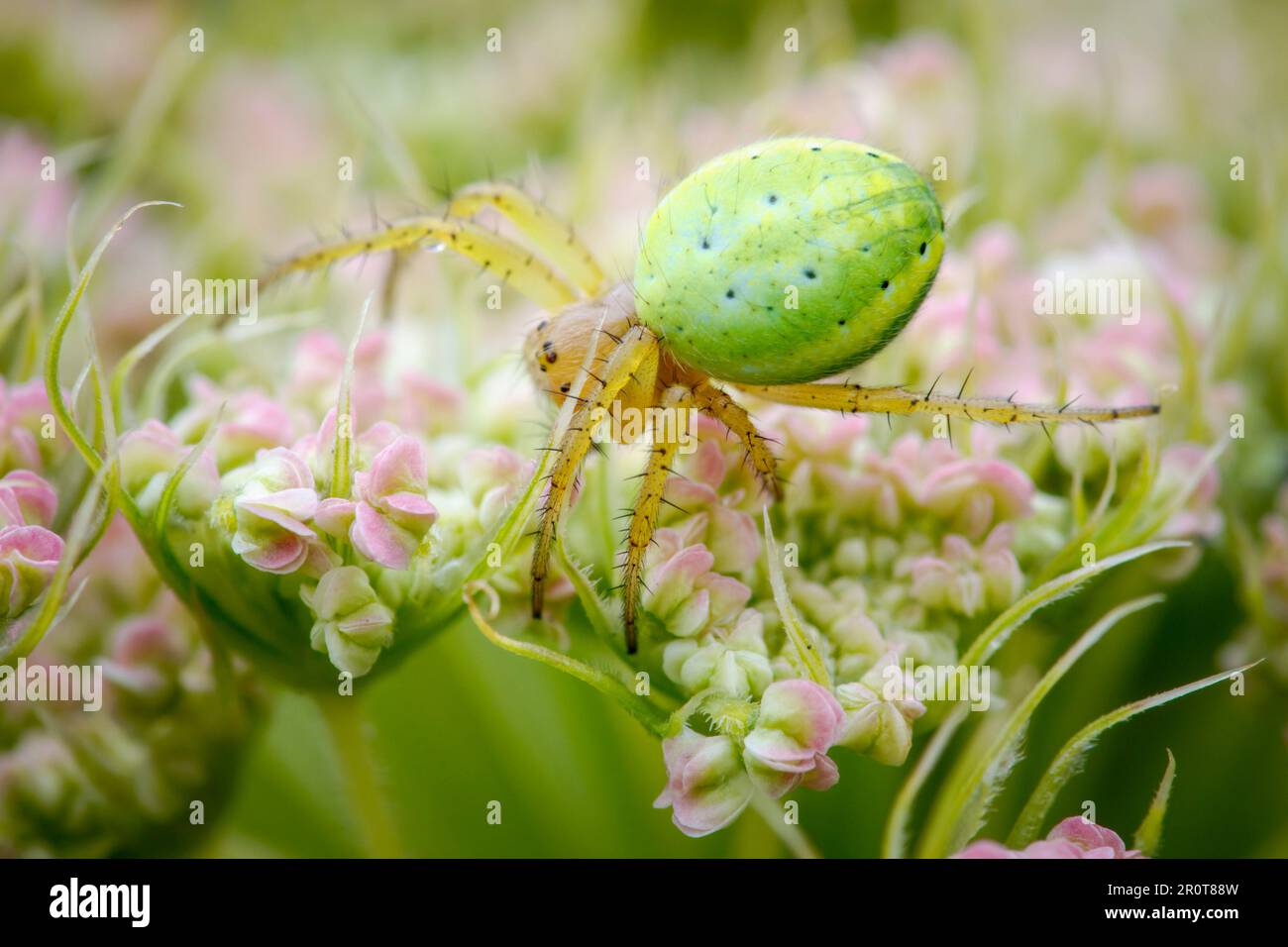 Cucumber green orb spider Stock Photo - Alamy