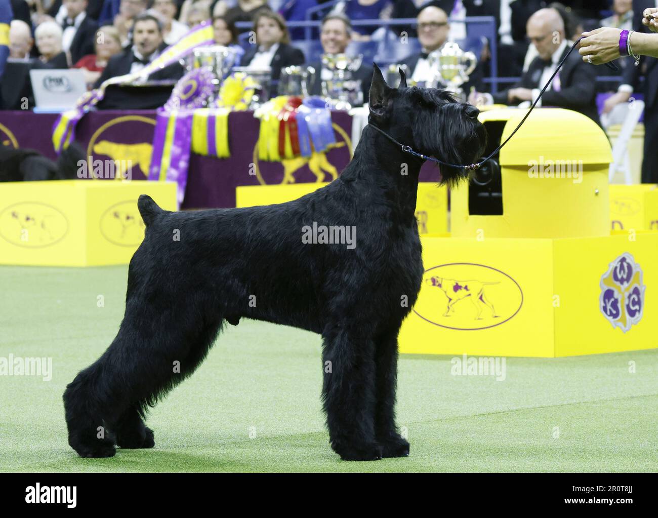 New York, United States. 09th May, 2023. Monty the Giant Schnauzer wins