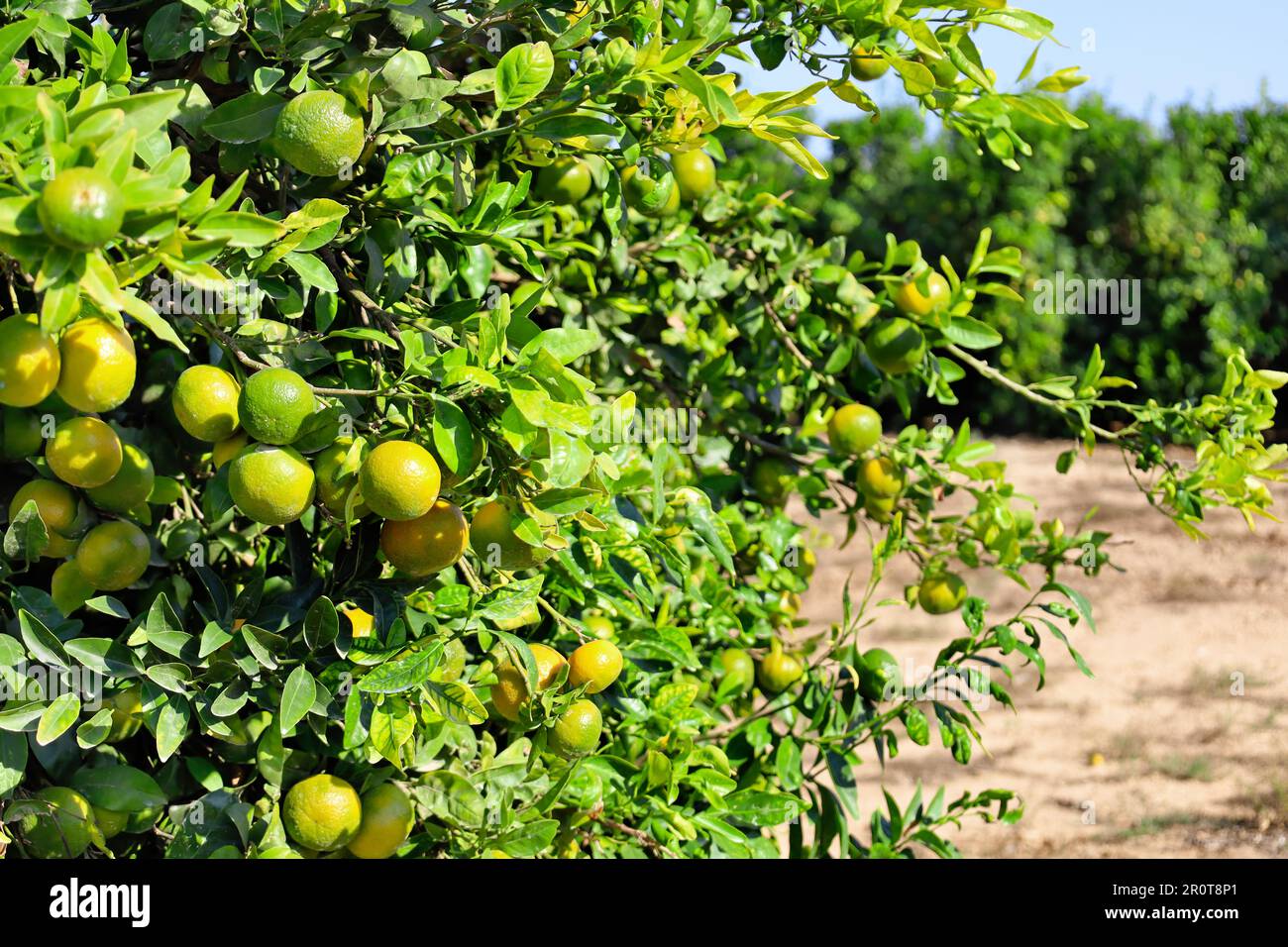 Tangerine trees with unripe fruits on plantation Stock Photo Alamy