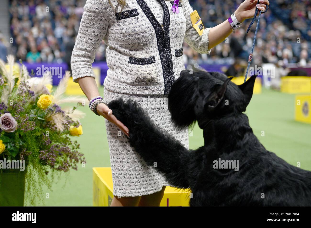 New York, USA. 09th May, 2023. Giant Schnauzer named ‘Monty' from the Working Group waits to be shown on final judging day at the 147th Westminster Kennel Club Dog Show at the USTA Billie Jean King National Tennis Center in Flushing Meadows-Corona Park, Queens, New York, Monday May 9, 2023. (Photo by Anthony Behar/Sipa USA) Credit: Sipa USA/Alamy Live News Stock Photo