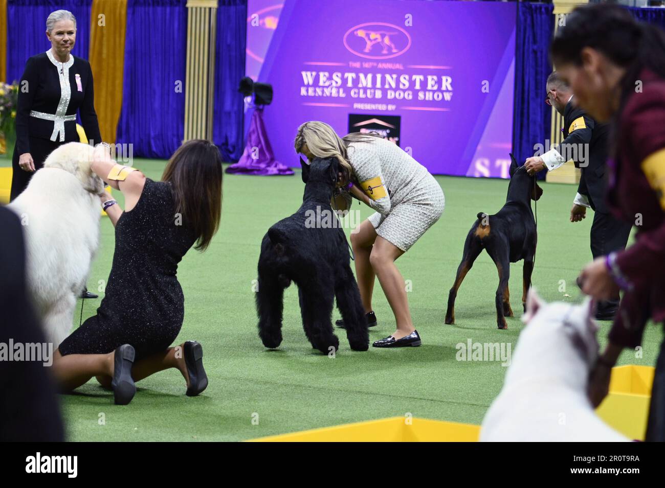 New York, USA. 09th May, 2023. Giant Schnauzer named ‘Monty' wins Working Group on final judging day at the 147th Westminster Kennel Club Dog Show at the USTA Billie Jean King National Tennis Center in Flushing Meadows-Corona Park, Queens, New York, Monday May 9, 2023. (Photo by Anthony Behar/Sipa USA) Credit: Sipa USA/Alamy Live News Stock Photo