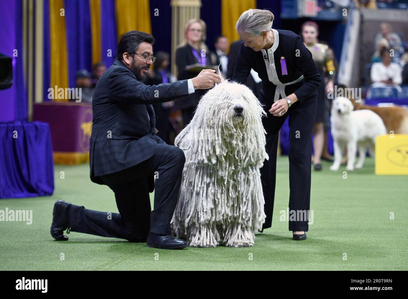 New York, USA. 09th May, 2023. A Komondor named ‘Addie' is shown in the Working Group on final judging day at the 147th Westminster Kennel Club Dog Show at the USTA Billie Jean King National Tennis Center in Flushing Meadows-Corona Park, Queens, New York, Monday May 9, 2023. (Photo by Anthony Behar/Sipa USA) Credit: Sipa USA/Alamy Live News Stock Photo