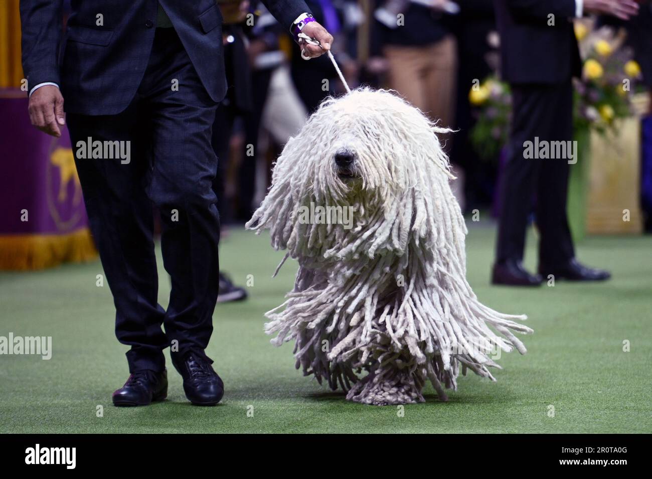 New York, USA. 09th May, 2023. A Komondor named ‘Addie' is shown in the Working Group on final judging day at the 147th Westminster Kennel Club Dog Show at the USTA Billie Jean King National Tennis Center in Flushing Meadows-Corona Park, Queens, New York, Monday May 9, 2023. (Photo by Anthony Behar/Sipa USA) Credit: Sipa USA/Alamy Live News Stock Photo