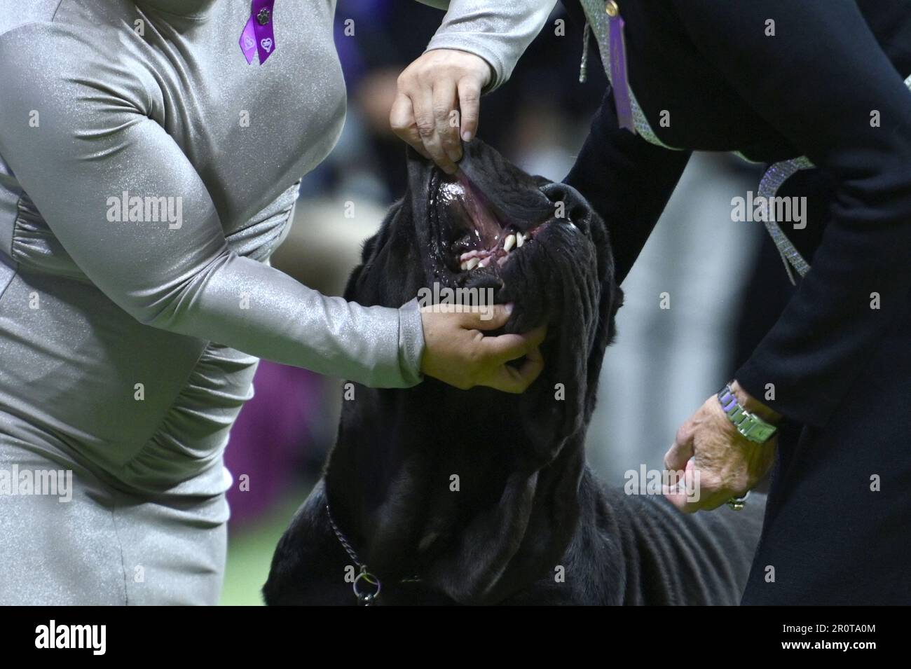 New York, USA. 09th May, 2023. In the working group, a Neapolitan Mastiff named ‘Hilario' is looked at by a judge on final judging day at the 147th Westminster Kennel Club Dog Show at the USTA Billie Jean King National Tennis Center in Flushing Meadows-Corona Park, Queens, New York, Monday May 9, 2023. (Photo by Anthony Behar/Sipa USA) Credit: Sipa USA/Alamy Live News Stock Photo