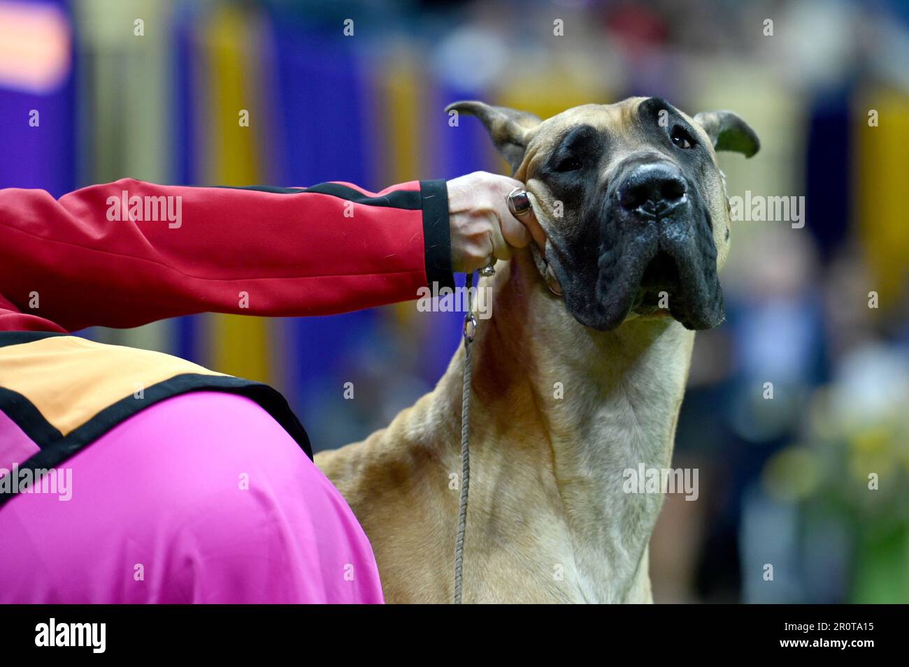 New York, USA. 09th May, 2023. A Great Dane named ‘Max' waits to be shown in the Working Group on final judging day at the 147th Westminster Kennel Club Dog Show at the USTA Billie Jean King National Tennis Center in Flushing Meadows-Corona Park, Queens, New York, Monday May 9, 2023. (Photo by Anthony Behar/Sipa USA) Credit: Sipa USA/Alamy Live News Stock Photo