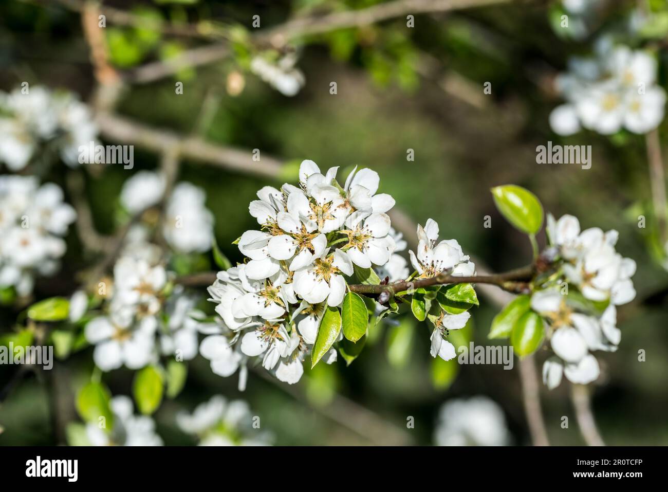 Common pear, Pyrus communis spring flowers closeup selective focus Stock Photo