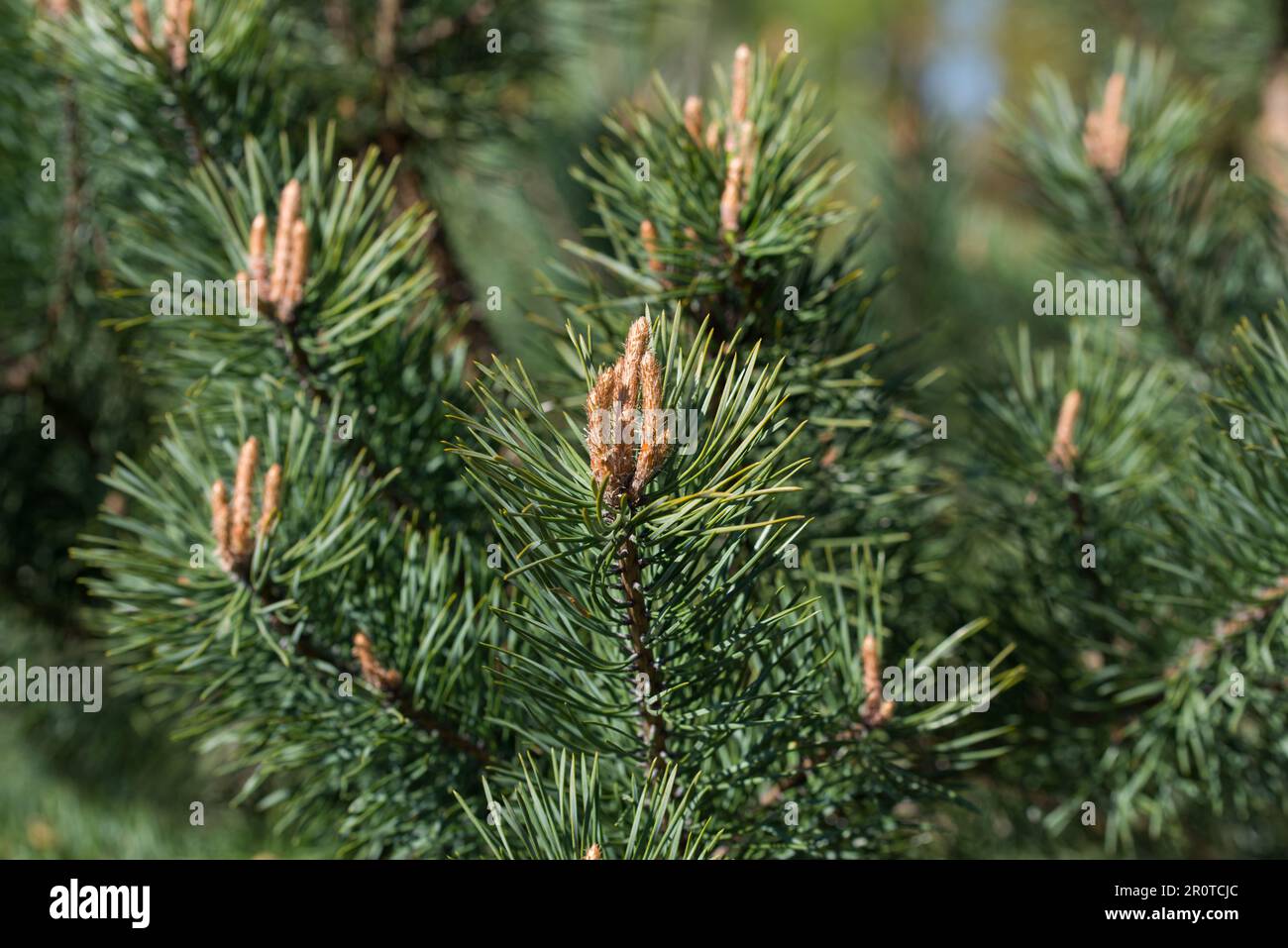 Pinus sylvestris, Scots pine young buds on twigs closeup selective focus Stock Photo