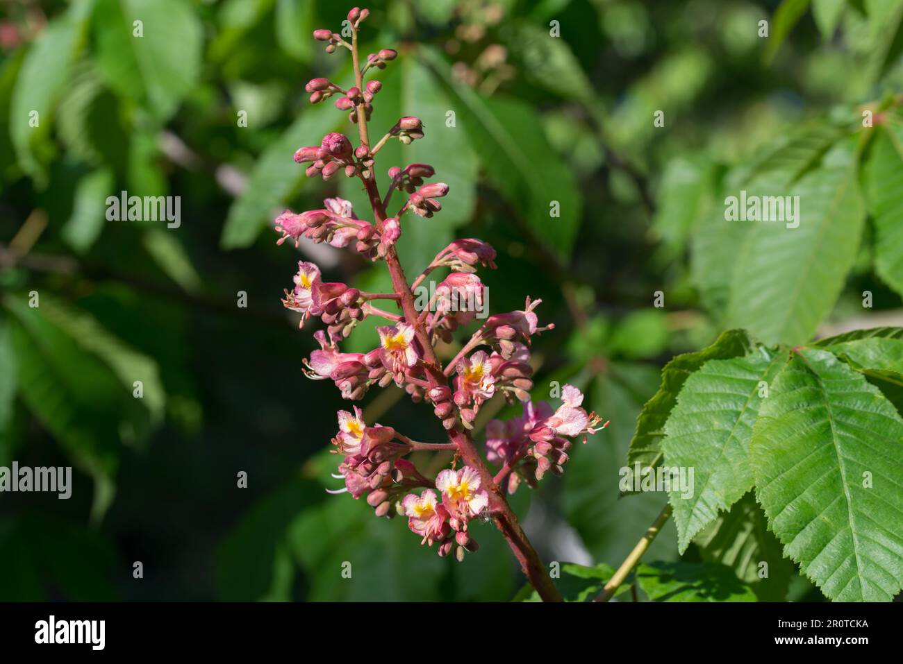 Aesculus carnea, red horse chestnut flowers on twig  closeup selective focus Stock Photo