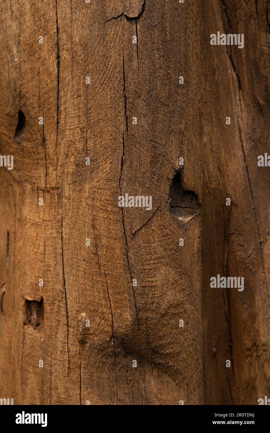 Image showcasing close up of exposed wood grain Stock Photo - Alamy