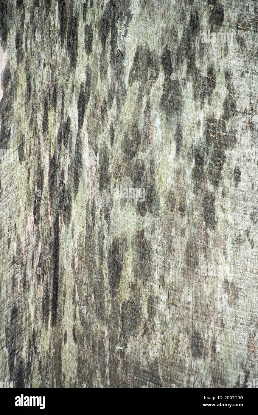 close up board, wood grain with mold growth spots and smears, board