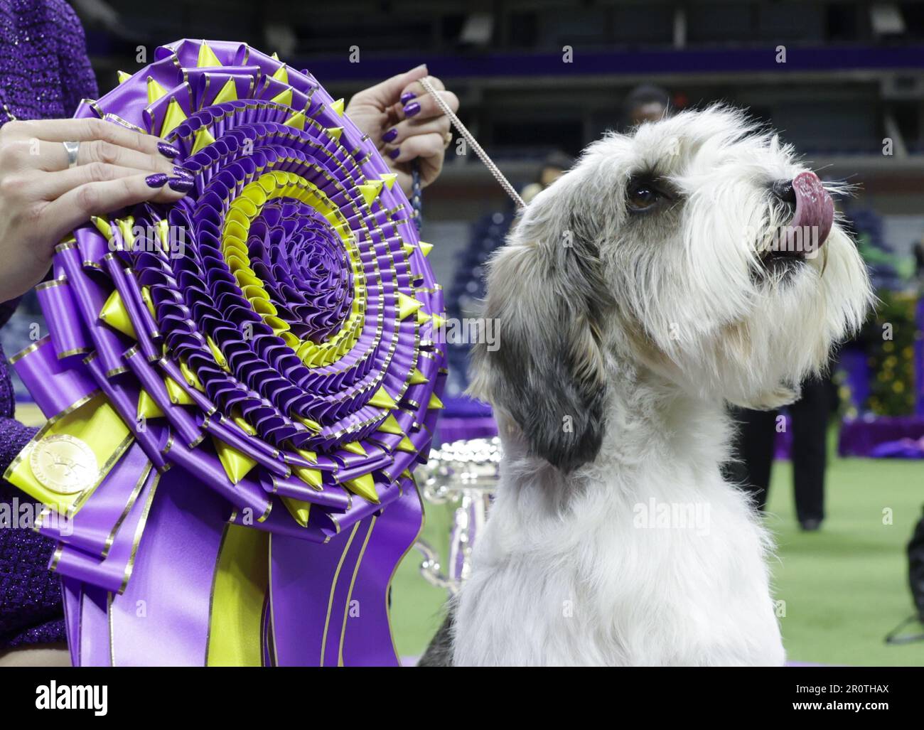 New York, United States. 09th May, 2023. Buddy Holly, the Petits Bassets Griffons Vendeens, (PBGV) is held by handler Janice Hayes after winning Best In Show at the 147th Annual Westminster Kennel Club Dog Show presented by Purina Pro Plan in Arthur Ashe Stadium at the USTA Billie Jean King National Tennis Center on Tuesday, May 9, 2023 in New York City. Photo by John Angelillo/UPI Credit: UPI/Alamy Live News Stock Photo