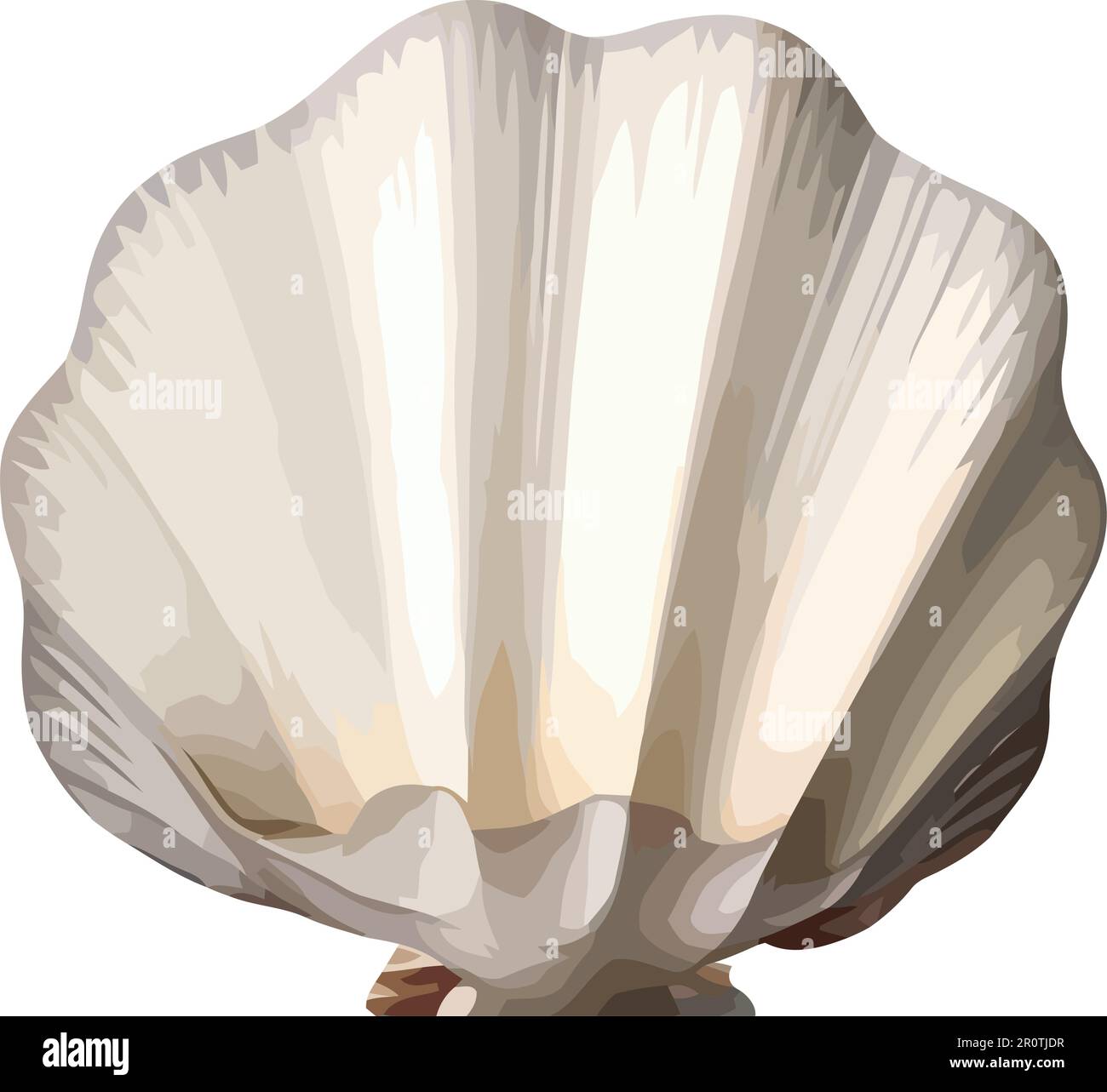Seashell mollusk scallop conch decor Stock Vector Image & Art - Alamy