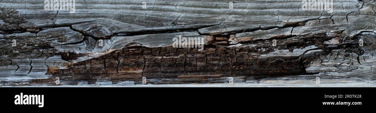 panorama of rotting wooden beam missing large chunk, wood board that is decaying, rotting, falling apart, and weathered Stock Photo