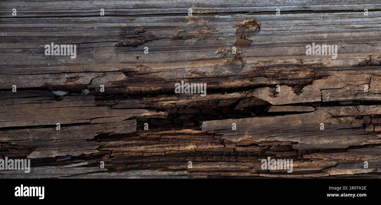 rotting and broken wood board with cracks, decaying, rotting, falling apart, and weathered Stock Photo