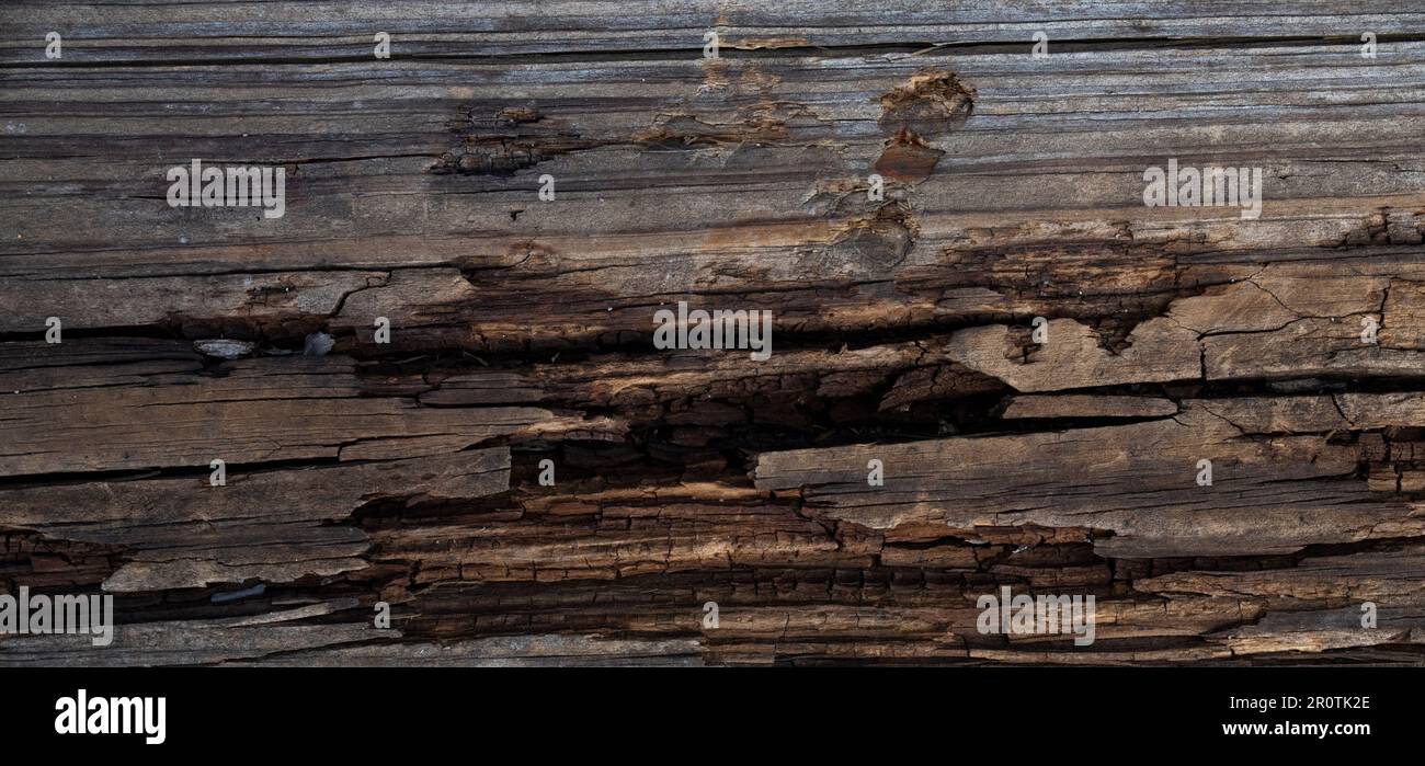 rotting and broken wood board with cracks, decaying, rotting, falling