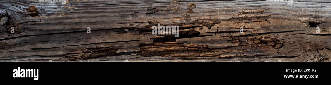 panorama of decaying, rotting, falling apart wooden beam, weathered wood board with cracks and damage Stock Photo
