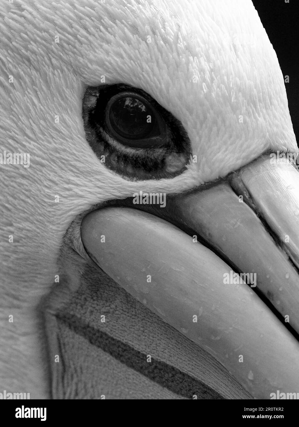 A closeup black and white image of an Australian Pelican's piercing eye and distinctive features. Stock Photo