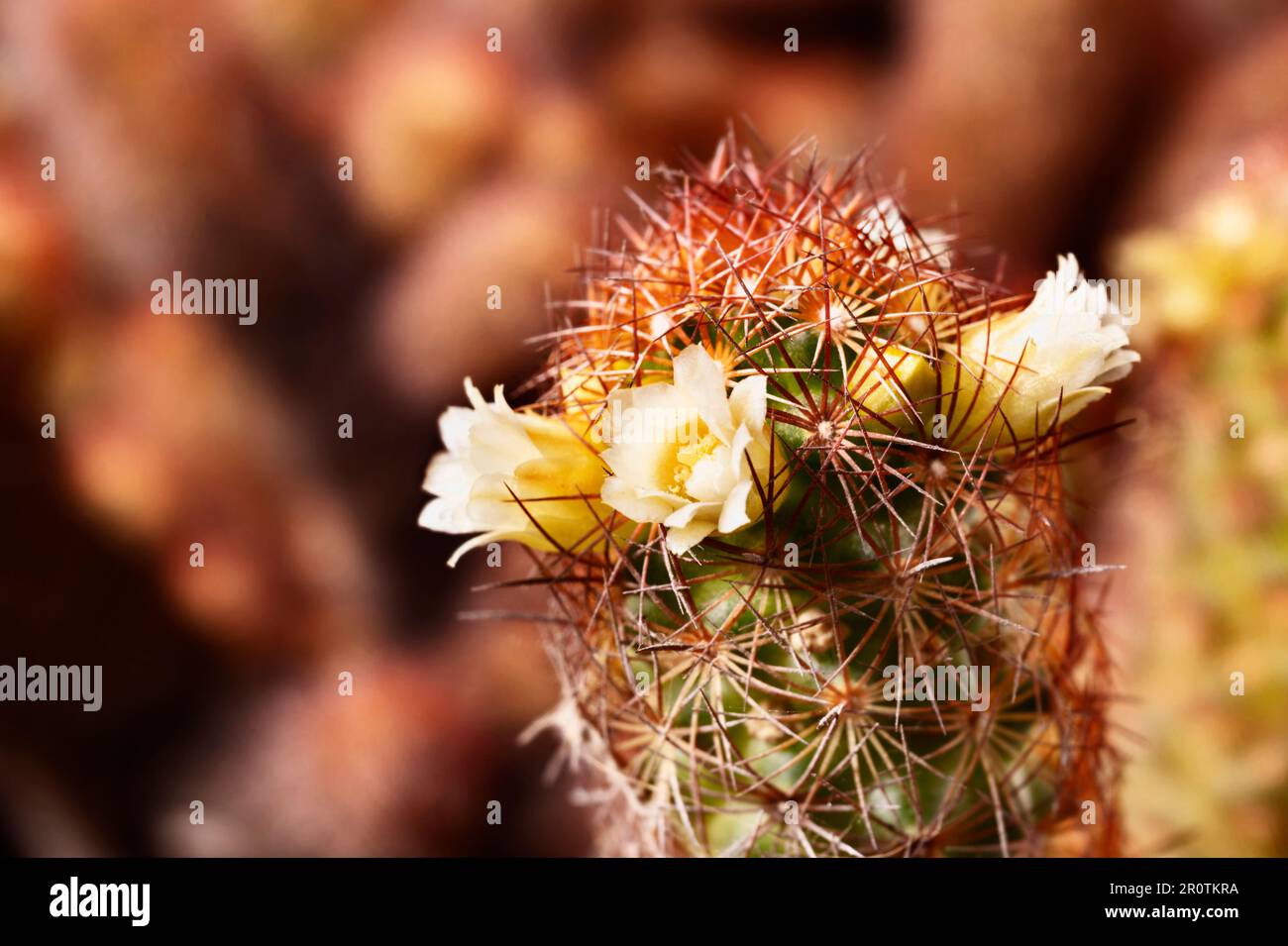 Mammillaria elongata plant -gold lace cactus  or lady finger cactus - ,plant with oval stems covered with brown spines with yellow flowers Stock Photo