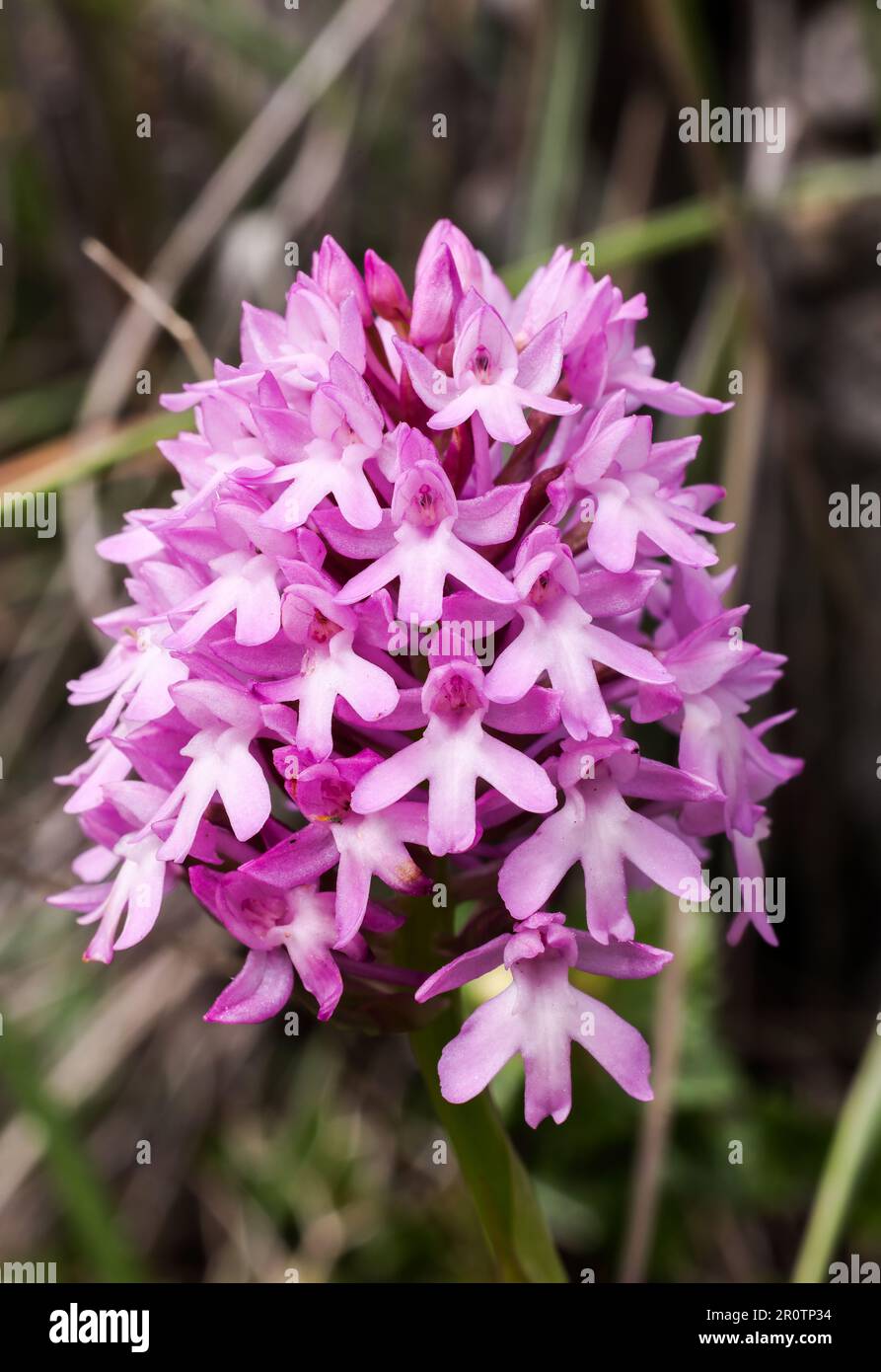 Pyramid orchid flowering Stock Photo