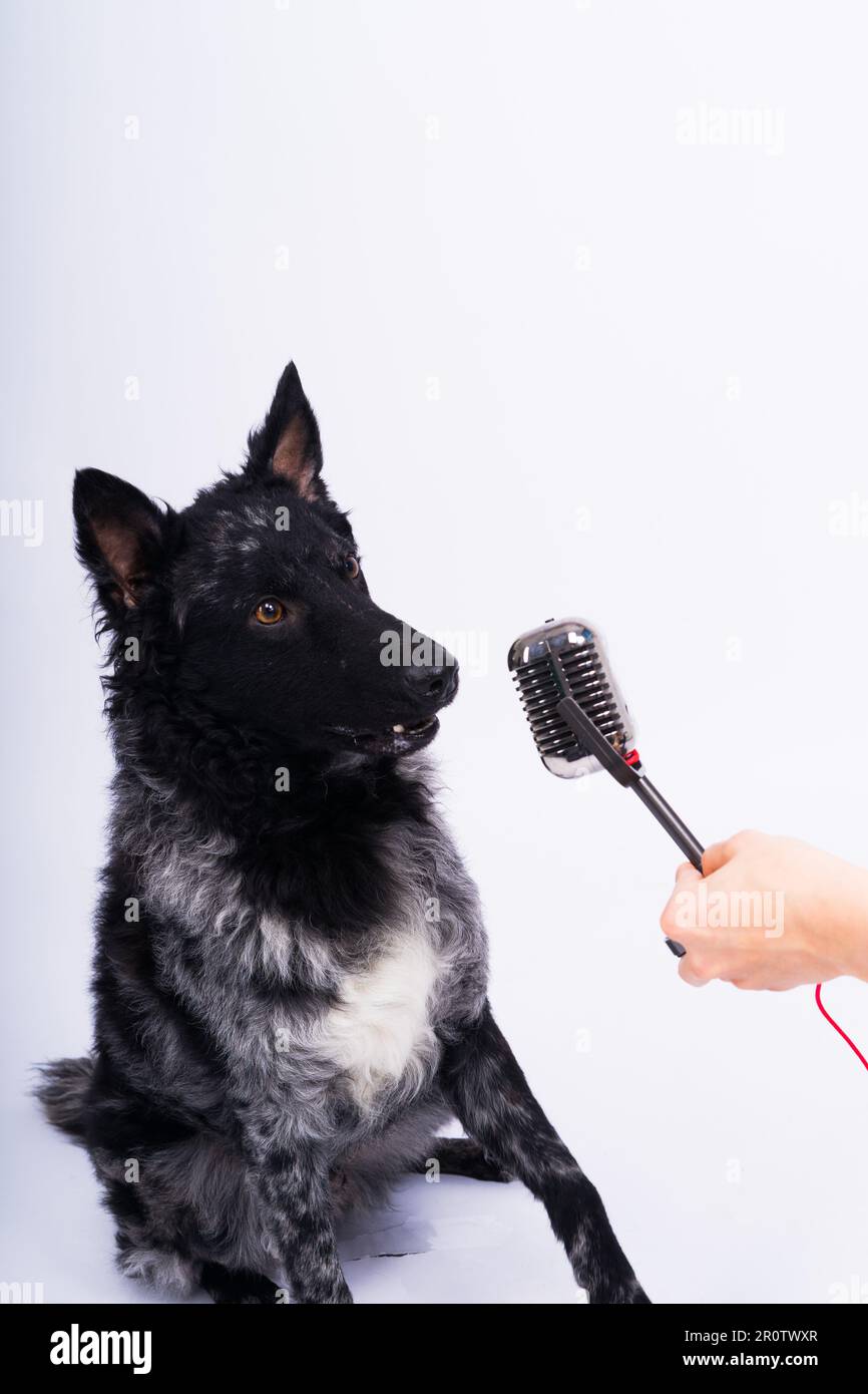 Beatiful mudi dog singing into microphone in studio ehite background Stock Photo