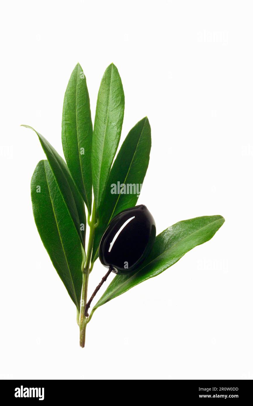 Olive branch standing Cut Out Stock Images & Pictures Alamy