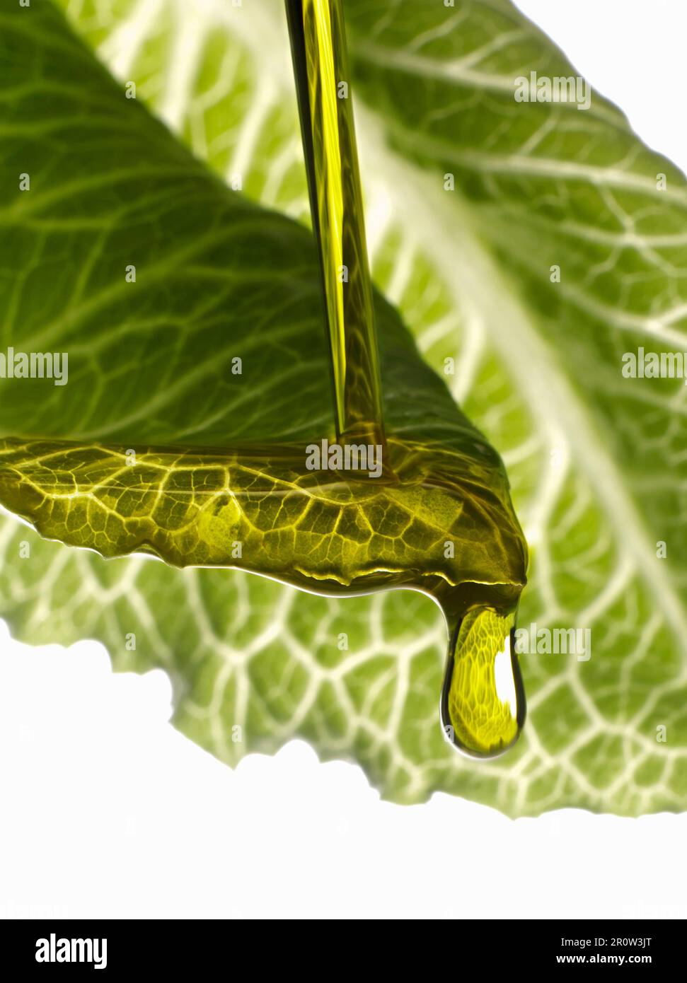 Olive oil dropping on a lettuce leaf Stock Photo Alamy