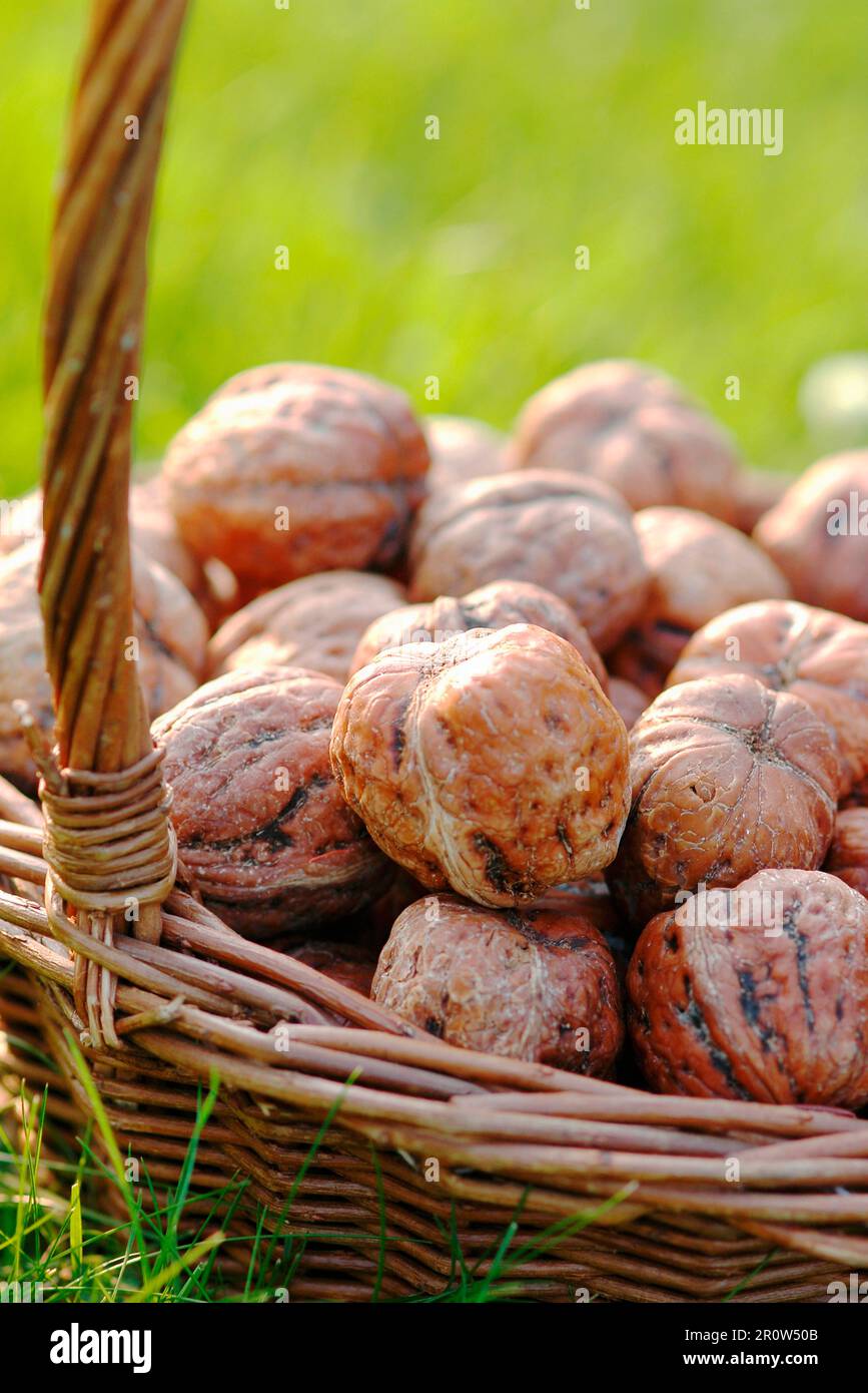 Basket of walnuts in the grass Stock Photo