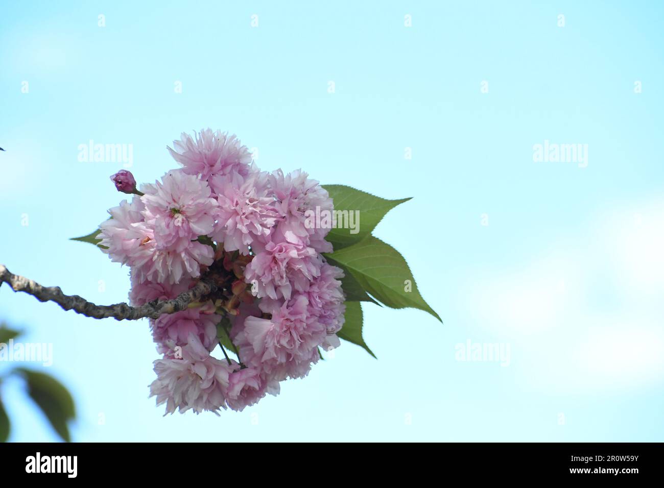 Pink Double cherry bouquet top branch with leaves as a floral greeting card or HD wallpaper, spring cherry blossom. Double cherry blossom stock photo. Stock Photo